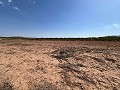 Large Parcel of Land with Olive Trees in Alicante Dream Homes Castalla 