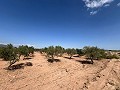 Gran Parcela de Terreno con Olivos in Alicante Dream Homes Castalla 