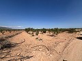 Gran Parcela de Terreno con Olivos in Alicante Dream Homes Castalla 