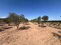 Large Parcel of Land with Olive Trees in Alicante Dream Homes Castalla 