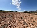 Large Parcel of Land with Olive Trees in Alicante Dream Homes Castalla 