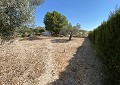 Villa in Salinas with Private Pool & Land with Olive Trees in Alicante Dream Homes Castalla 