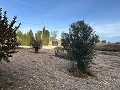 Schönes Landhaus mit großem Padelplatz in Alicante Dream Homes Castalla 