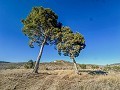 Groot huis op het platteland met percelen in Pinoso in Alicante Dream Homes Castalla 